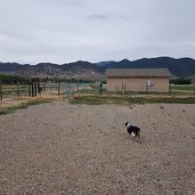 Loyal Duke's Dog Park photo 1